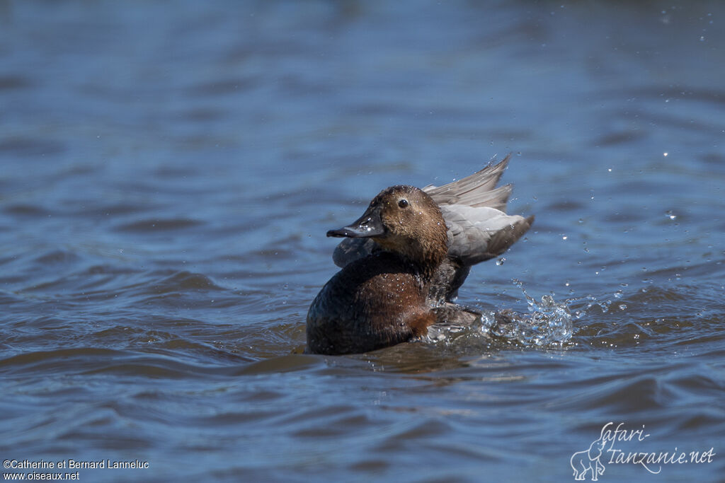 Common Pochard female adult, care