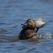 Common Pochard