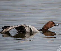 Common Pochard