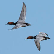 Common Pochard