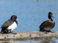 Tufted Duck