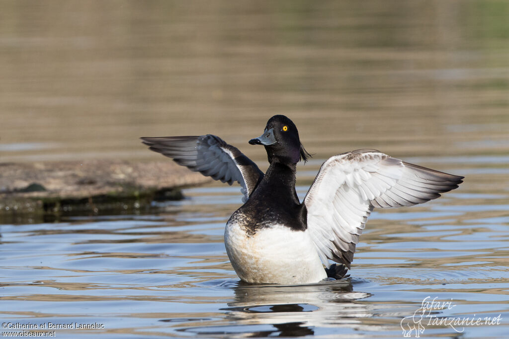 Tufted Duck male adult breeding, care