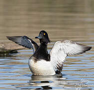 Tufted Duck