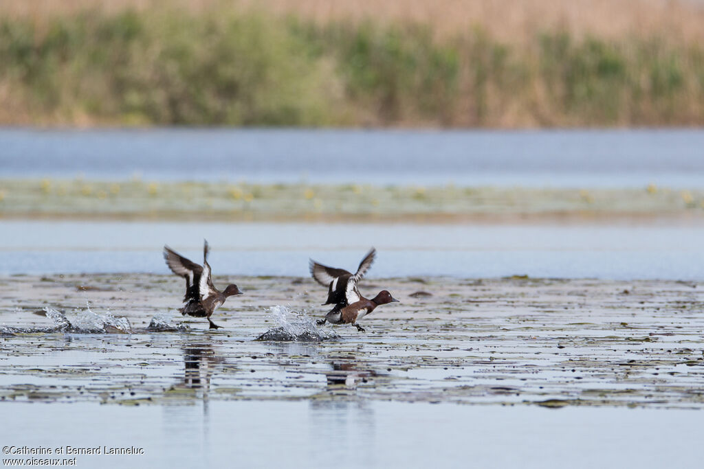 Ferruginous Duckadult, Flight, Behaviour