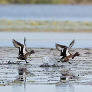 Ferruginous Duck