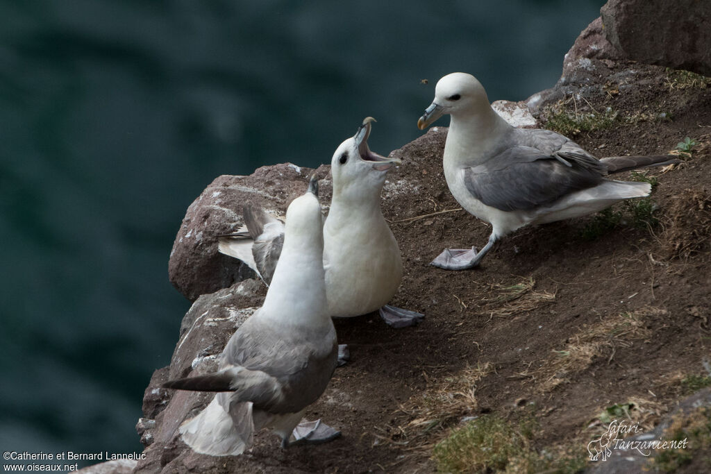 Fulmar boréal, Nidification