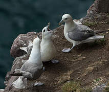 Northern Fulmar