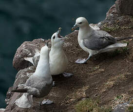 Fulmar boréal