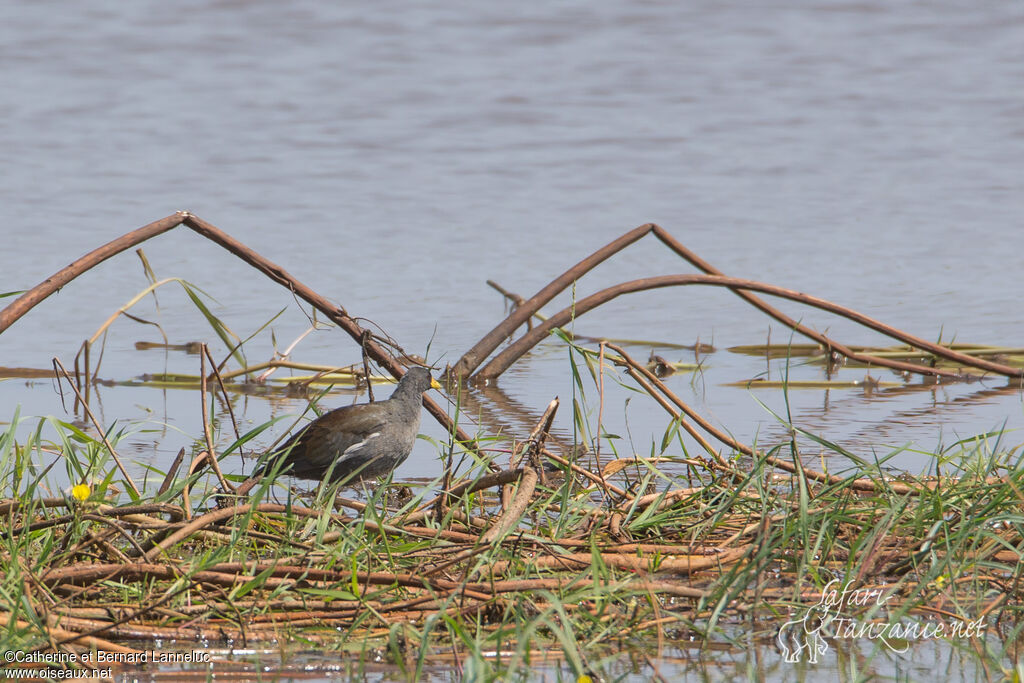 Gallinule africaine, habitat