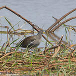 Gallinule africaine