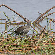 Lesser Moorhen