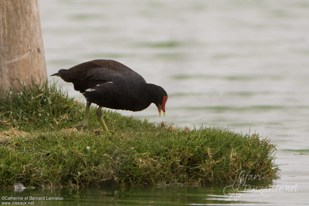 Gallinule d'Amérique