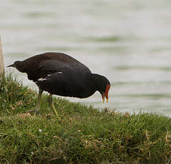 Gallinule d'Amérique