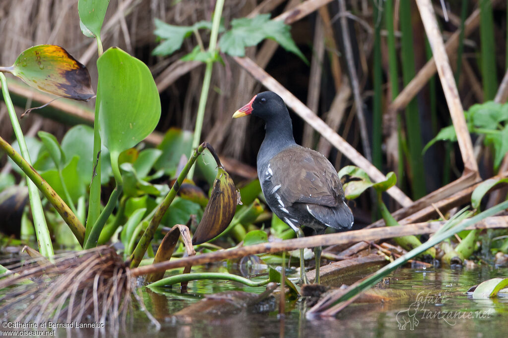 Gallinule poule-d'eauadulte