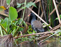 Common Moorhen