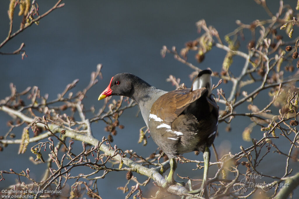 Gallinule poule-d'eauadulte