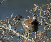 Gallinule poule-d'eau