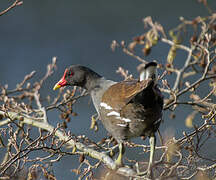 Common Moorhen