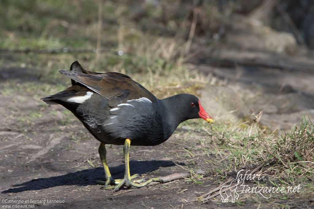 Gallinule poule-d'eauadulte, identification