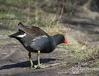 Gallinule poule-d'eau