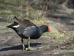 Common Moorhen