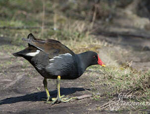 Gallinule poule-d'eau