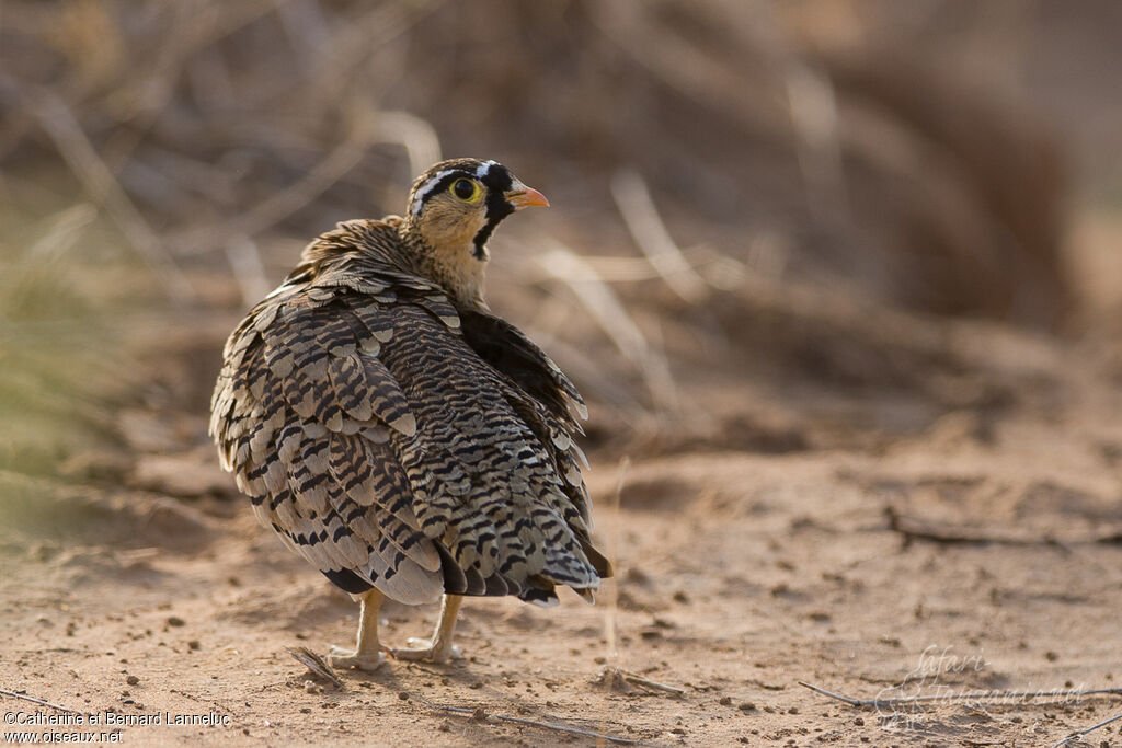 Black-faced Sandgrouse male