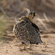 Black-faced Sandgrouse