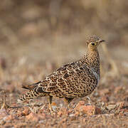 Black-faced Sandgrouse