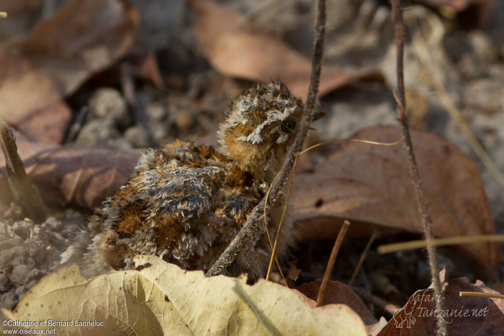 Black-faced Sandgrousejuvenile