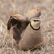 Yellow-throated Sandgrouse