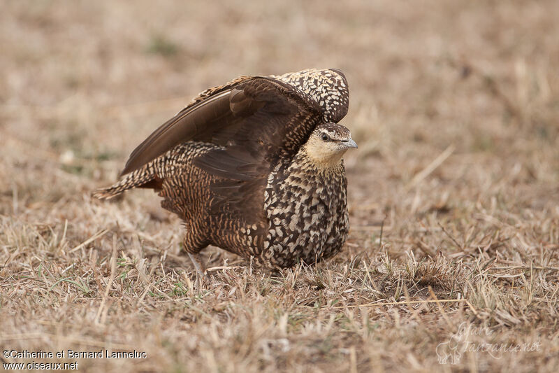 Yellow-throated Sandgrouse female adult, courting display, Behaviour