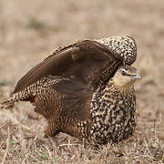 Yellow-throated Sandgrouse