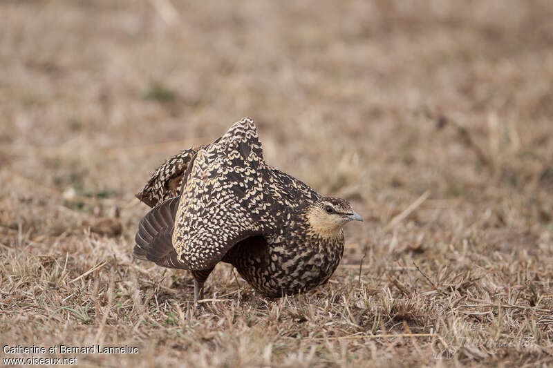 Yellow-throated Sandgrouse female adult, aspect, courting display, Behaviour