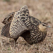 Yellow-throated Sandgrouse