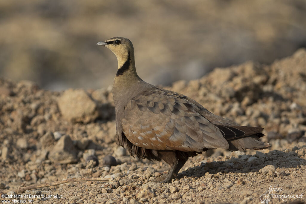 Yellow-throated Sandgrouse male adult, identification