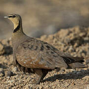 Yellow-throated Sandgrouse