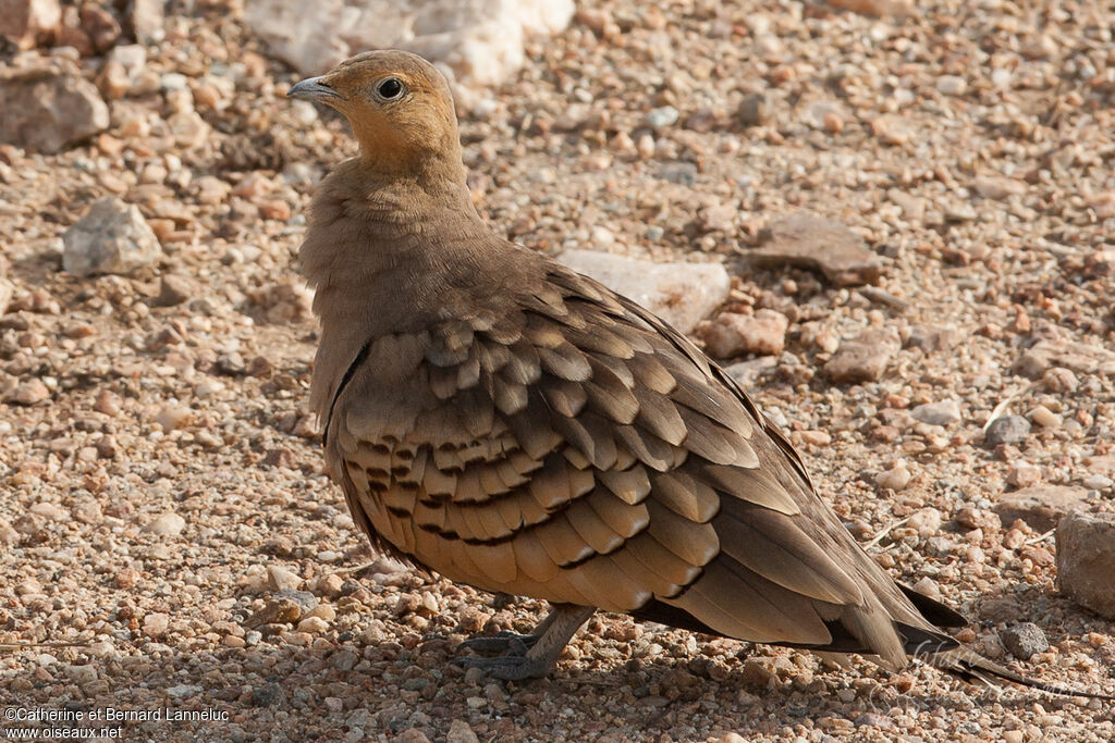 Chestnut-bellied Sandgrouse male adult, identification