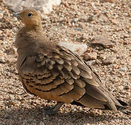 Chestnut-bellied Sandgrouse