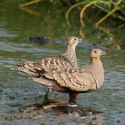 Chestnut-bellied Sandgrouse