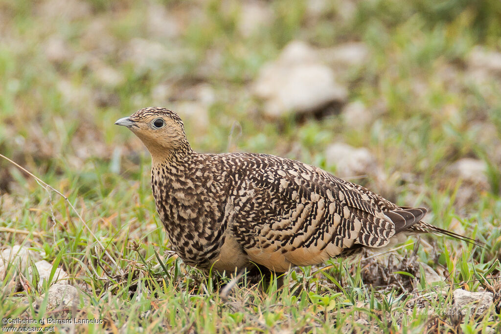 Chestnut-bellied Sandgrouse female adult, identification