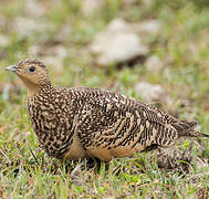 Chestnut-bellied Sandgrouse