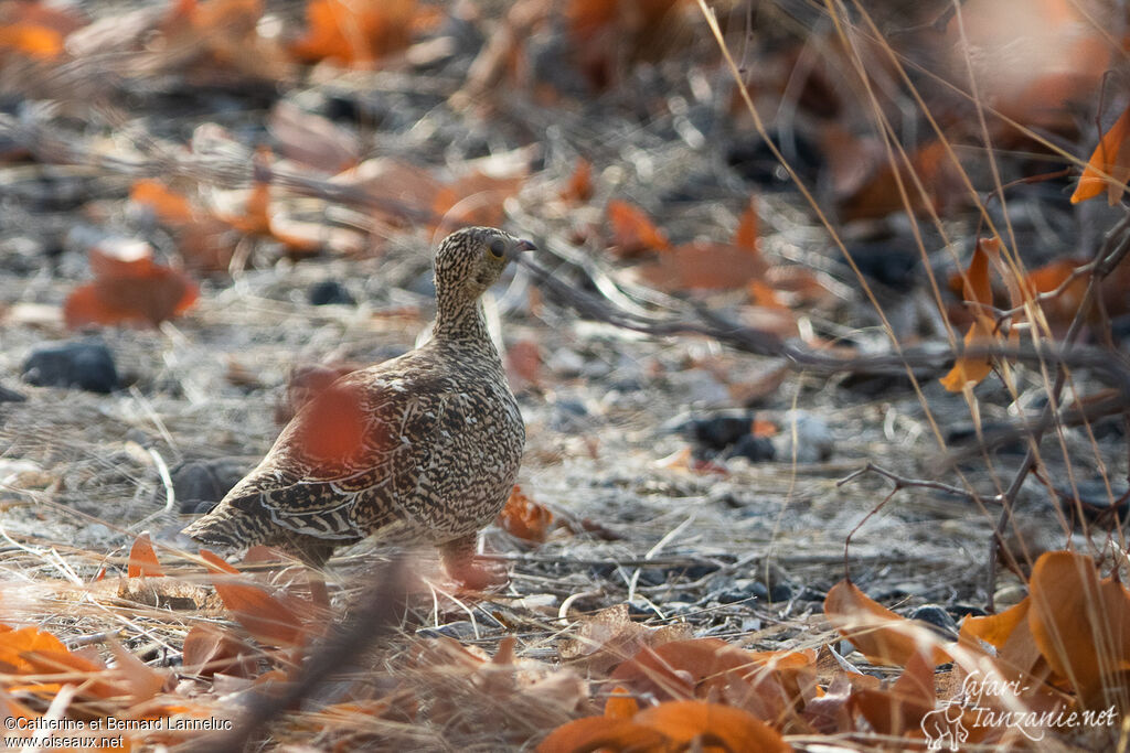 Double-banded Sandgrouse female adult