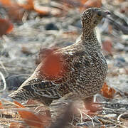 Double-banded Sandgrouse