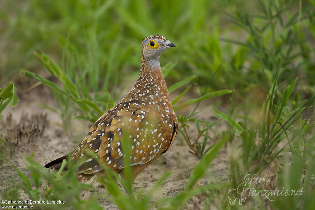 Burchell's Sandgrouse male, identification