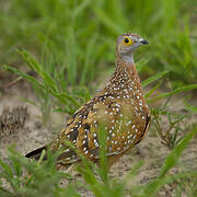 Burchell's Sandgrouse