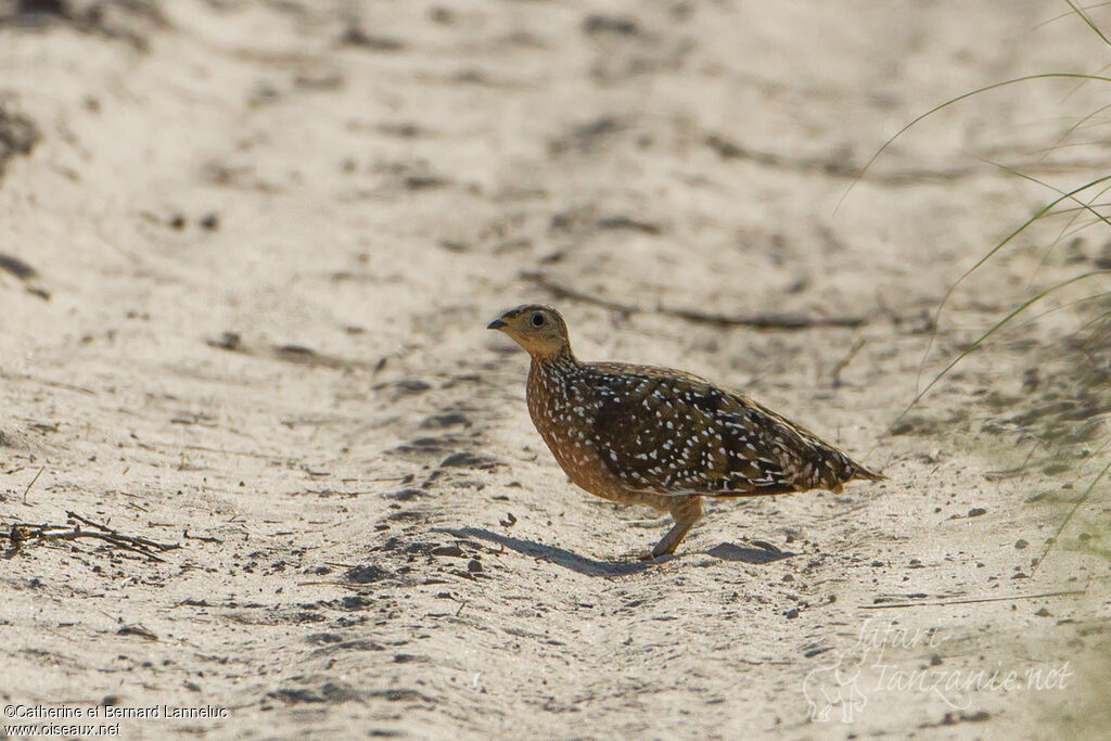 Burchell's Sandgrouseadult, identification