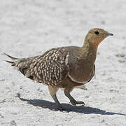 Namaqua Sandgrouse