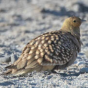 Namaqua Sandgrouse