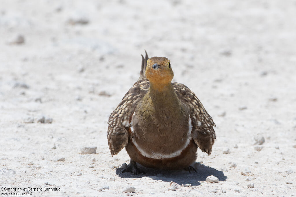 Namaqua Sandgrouse male adult, Behaviour